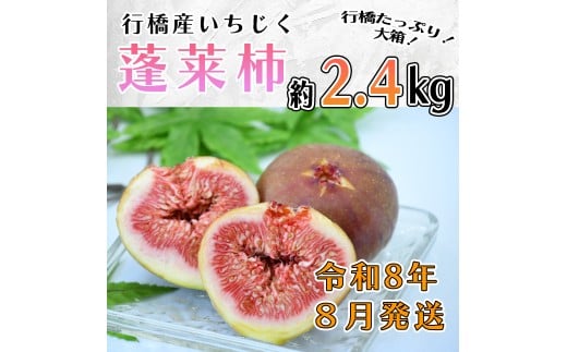 AO-024_【予約・令和８年夏発送】行橋産いちじく（蓬莱柿）約2.4kg （箱大 約 1.2kg ×2箱）