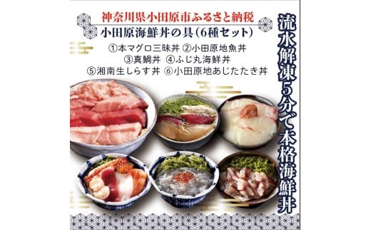 [高級食材本マグロ、曽我の梅干し、小田原地あじ、小田原港直送地魚丼、大磯港直送、湘南生しらす]小田原海鮮丼の具(6種セット)[本まぐろ丼 小田原地魚丼 小田原地あじたたき丼 国産活〆真鯛入り酒仕込み 神奈川県 小田原市 ]