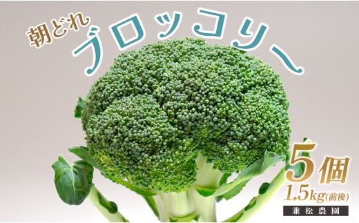 高知県産 ブロッコリー 5個 1.5kg前後 朝どれ 新鮮 国産｜野菜 冬野菜 大月町 産地直送 栄養豊富 食物繊維 βカロテン お取り寄せ 離乳食 ヘルシー サラダ 子どもが好きな野菜 時短料理 アウトドア野菜 お弁当 旬の野菜 おかず 2289332 - 高知県大月町
