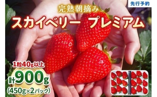 完熟朝摘みスカイベリー プレミアム 900g《1月中旬より順次出荷》 澳原いちご農園 | いちご 苺 フルーツ 果物 産地直送 1168123 - 栃木県矢板市