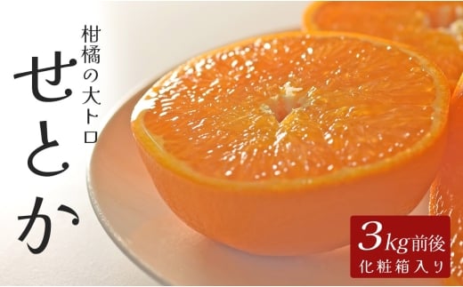 せとか 約3kg 贈答用 高知県産 ハウス栽培｜ハウスみかん 甘い 濃厚 ジューシー 香り豊か 希少 柑橘 柑橘の大トロ 化粧箱 果物 フルーツ プレミアム 国産 大月町 人気 美味しい おいしい おすすめ 旬 旬の果物 旬のフルーツ 2289333 - 高知県大月町