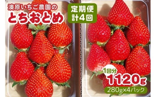 [先行予約] [4ヶ月連続定期便] とちおとめ定期便 (毎月お届け 計4回) 澳原いちご農園 | いちご イチゴ 苺 とちおとめ フルーツ 果物 産地直送 栃木県産 期間限定 数量限定