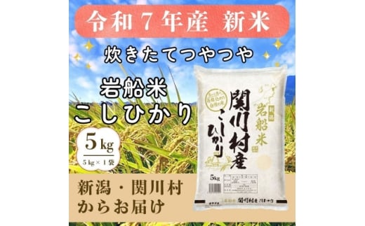 炊きたてつやつや R7年産 新潟関川村産 岩船米こしひかり 5kg [星山米店]【1668914】
