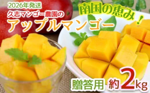 【2026年発送】南国の恵み！久志マンゴー農園のアップルマンゴー贈答用（約2kg） アーウィン 果物 甘い 夏 濃厚 ギフト Mango ランキング 完熟 お気に入り 美味しい 人気 甘味 フルーツ 沖縄県 先行予約 食品 デザート 産地直送 送料無料 1163765 - 沖縄県宜野座村
