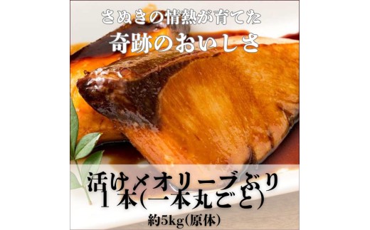 活け〆オリーブぶり1本(一本丸ごと)[12月頃から出荷開始!]