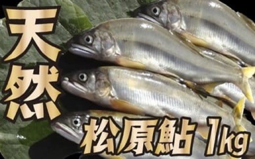 MA山形県小国川 [天然] 松原鮎