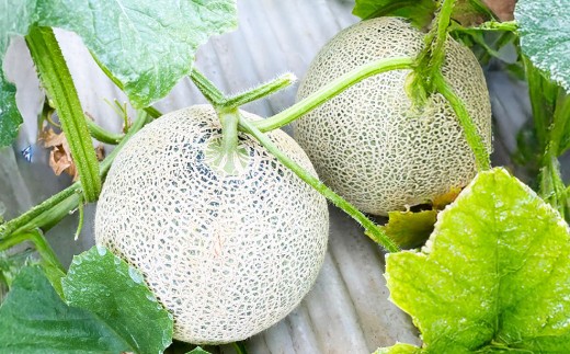 『まるで果物の王様！贅沢メロン』（熊本県産） 2玉セット
