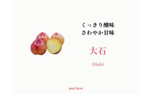 [2026年発送先行予約][すもも・大石]くっきり酸味!お菓子作りには絶対コレ! 約20玉 AL