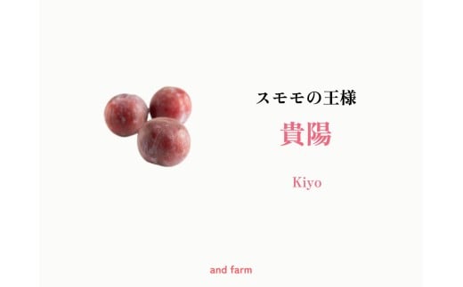 ＜2026年発送先行予約＞【すもも・貴陽】一生に一度は食べたい！王様のひと玉！ 約12玉 ALPDS013 2294087 - 山梨県南アルプス市