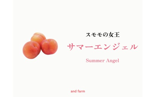 ＜2026年発送先行予約＞【すもも・サマーエンジェル】一度は食べたい！栽培者１番人気！ 約24玉 ALPDS012 2294086 - 山梨県南アルプス市