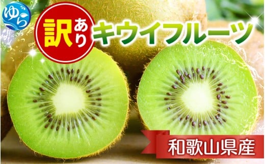 [11月より発送]家庭用 キウイフルーツ1kg+250g(傷み補償分)[わけあり・訳あり・扁平果]/ 和歌山 おすすめ キウイフルーツ 果物 フルーツ きうい キウイ ふるーつ [ikd037D]