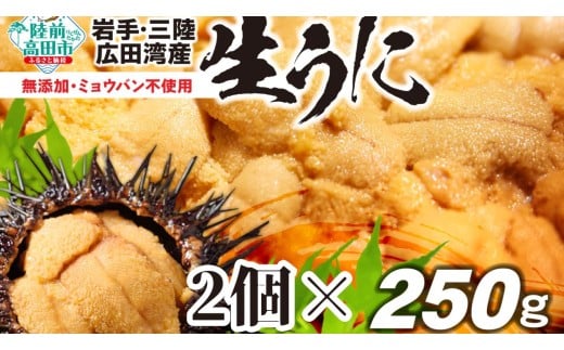 ■寄附額変更【2026年発送先行予約】無添加 生うに 500g（250g×2パック） 塩水パック 獲れたて直送！広田湾 ミョウバン不使用  高評価 【 うに ウニ ムラサキウニ  三陸産 岩手県 天然 濃厚 新鮮  陸前高田 】 ※期日指定不可※ RT3050