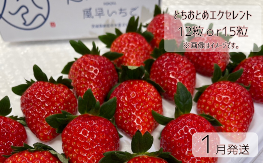[1月発送]いちご とちおとめエクセレント(12粒or15粒)1箱 苺 イチゴ とちおとめ 選べる 発送月 発送回数 個数 いちご「とちおとめ」風早いちご園 有名ホテル使用 厳選 フルーツ 果物 季節限定 甘い 濃厚 ジューシー 新鮮 送料無料 ギフト 贈答 茨城県 鉾田市 野菜王国 予約受付