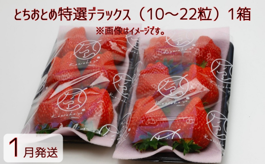[1月発送]いちご とちおとめ特選デラックス 10〜22粒×1箱(2パック) 苺 イチゴ とちおとめ 選べる 発送月 発送回数 個数 いちご「とちおとめ」風早いちご園 有名ホテル使用 厳選 フルーツ 果物 季節限定 甘い 濃厚 ジューシー 新鮮 1箱 送料無料 ギフト 贈答 茨城県 鉾田市 野菜王国 予約受付