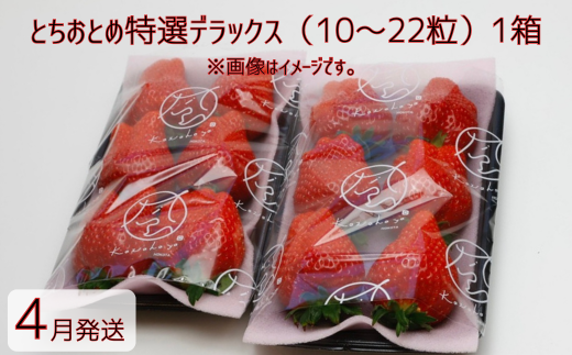 【4月発送】いちご とちおとめ特選デラックス　10～22粒×1箱（2パック） 苺 イチゴ とちおとめ 選べる 発送月 発送回数 個数 いちご「とちおとめ」風早いちご園 有名ホテル使用 厳選 フルーツ 果物 季節限定 甘い 濃厚 ジューシー 新鮮 1箱 送料無料 ギフト 贈答 茨城県 鉾田市 野菜王国 予約受付