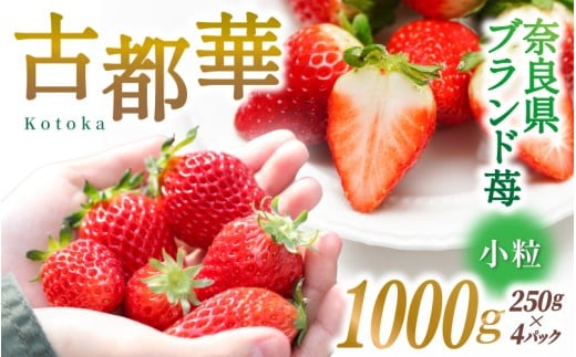 ブランド苺 新鮮 古都華 (小粒) 約500g [250g×4パック] 【2026年1月上旬～5月下旬に順次発送】／ スマイル葛城農業 ブランド いちご 苺 ことか イチゴ スイーツ フルーツ 甘い 果物 奈良県 葛城市【smlk007】