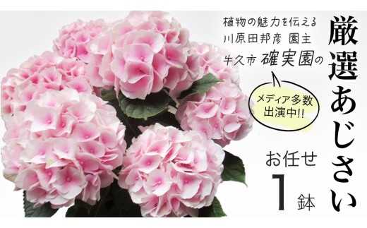 ≪先行予約≫アジサイ 【 おまかせ 1点 】【2026年4月上旬頃より発送開始】 植物 花 インテリア フラワー 紫陽花 お花 園芸 初夏 梅雨 ガーデニング