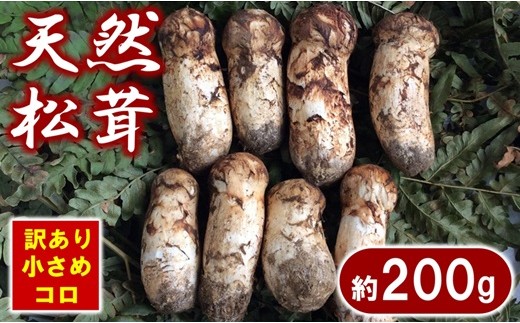 [期間限定] 岩手県産 松茸 天然 約200g 北三陸 [数量限定] 国産 松茸訳あり 小さめ コロ