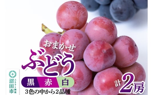 沼田市産 ぶどう 2房セット（黒・赤・白から品種おまかせで2種）ぶどう農園 ラ・テール