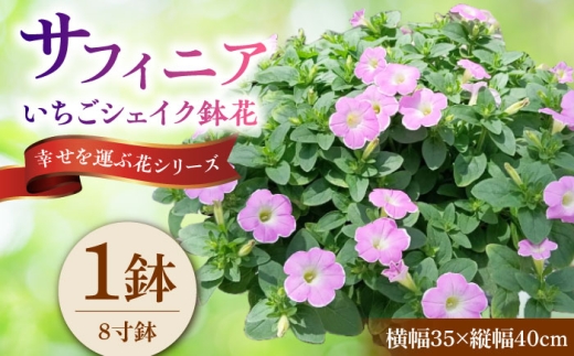 【4月末より順次発送】 サフィニア いちごシェイク 鉢花　/ 瑞浪市 中山園芸 花 お花 お祝い 鉢植え 生花 ギフト プレゼント フラワー [AZDC004]