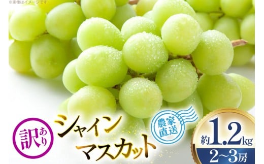 【2026年発送】 シャインマスカット 訳あり 2～3房 約1.2kg [安達敏幸 山形県 高畠町 tk06ays830003] 箱詰め フルーツ 果物 くだもの ぶどう ブドウ 葡萄 1.2キロ 甘い