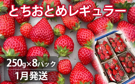 [1月発送]いちご とちおとめレギュラー 250g×8パック 苺 イチゴ とちおとめ 選べる 発送月 発送回数 個数 いちご「とちおとめ」風早いちご園 有名ホテル使用 厳選 フルーツ 果物 季節限定 甘い 濃厚 ジューシー 新鮮 2箱 送料無料 ギフト 贈答 茨城県 鉾田市 野菜王国 予約受付