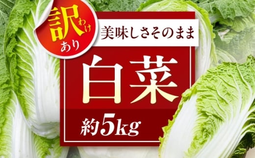 【12月上旬から順次配送】　や！サライ　訳あり白菜 約5kg（3玉から4玉） 愛媛県大洲市/農事組合法人やさらい [AGEK001]
