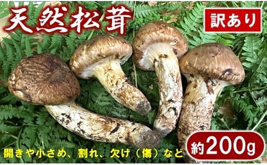 【期間限定】 岩手県産 松茸 天然 約200g 国産 松茸訳あり 【開きや小さめ、割れ、欠けなど】 家庭用 435033 - 岩手県普代村