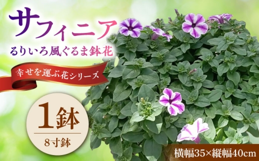 【4月末より順次発送】 サフィニア るりいろ風ぐるま 鉢花　/ 瑞浪市 中山園芸 花 お花 お祝い 鉢植え 生花 ギフト プレゼント フラワー [AZDC002]