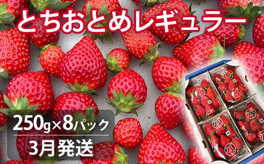 【3月発送】いちご とちおとめレギュラー 250g×8パック 苺 イチゴ とちおとめ 選べる 発送月 発送回数 個数 いちご「とちおとめ」風早いちご園 有名ホテル使用 厳選 フルーツ 果物 季節限定 甘い 濃厚 ジューシー 新鮮 2箱 送料無料 ギフト 贈答 茨城県 鉾田市 野菜王国 予約受付