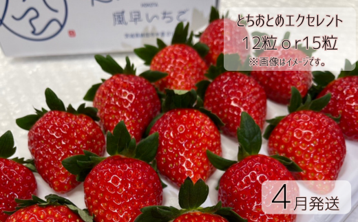 【4月発送】いちご とちおとめエクセレント（12粒or15粒）1箱  苺 イチゴ とちおとめ 選べる 発送月 発送回数 個数 いちご「とちおとめ」風早いちご園 有名ホテル使用 厳選 フルーツ 果物 季節限定 甘い 濃厚 ジューシー 新鮮 送料無料 ギフト 贈答 茨城県 鉾田市 野菜王国 予約受付