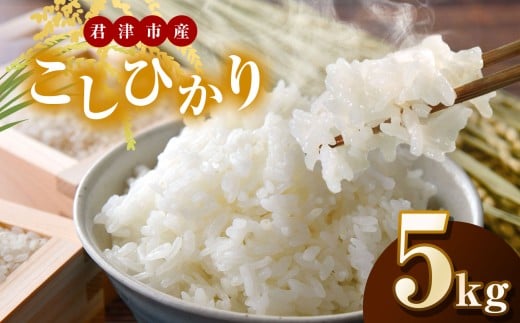 新米 【令和7年産】君津市産こしひかり（精米）5kg | JA さだもと コシヒカリ 米 こめ お米 おこめ 白米 精米  千葉県 君津市 きみつ 1467874 - 千葉県君津市