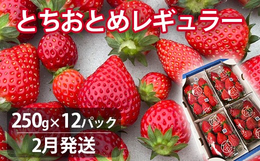 【2月発送】いちご とちおとめレギュラー 250g×12パック 苺 イチゴ とちおとめ 選べる 発送月 発送回数 個数 いちご「とちおとめ」風早いちご園 有名ホテル使用 厳選 フルーツ 果物 季節限定 甘い 濃厚 ジューシー 新鮮 3箱 送料無料 ギフト 贈答 茨城県 鉾田市 野菜王国 予約受付