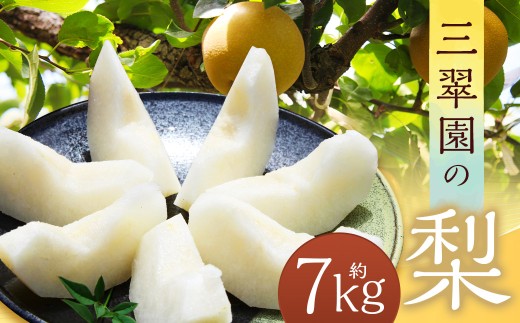 三翠園の梨 7.0kg 【2025年12月上旬迄順次発送予定】 7キロ 梨 なし ナシ 果物 果実 フルーツ 幸水 豊水 二十世紀 あきづき 新高 新興 九州 福岡県 嘉麻市 冷蔵