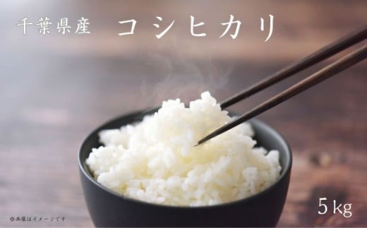 《 令和7年産 》米 コシヒカリ 5kg ／ 米 こめ コメ お米 おこめ コシヒカリ こしひかり 令和7年 新米 白米 精米 ごはん 5kg 送料無料 591514 - 千葉県匝瑳市