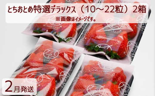 【2月発送】いちご とちおとめ特選デラックス 10～22粒×2箱（4パック） 苺 イチゴ とちおとめ 選べる 発送月 発送回数 個数 いちご「とちおとめ」風早いちご園 有名ホテル使用 厳選 フルーツ 果物 季節限定 甘い 濃厚 ジューシー 新鮮 2箱 送料無料 ギフト 贈答 茨城県 鉾田市 野菜王国 予約受付