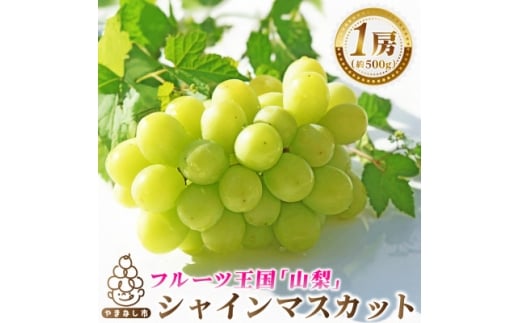 2026年発送　シャインマスカット1房(約500g)【1666979】 2295965 - 山梨県山梨市