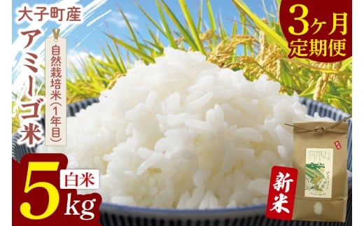 【3ヶ月定期便】【先行予約】【11月中旬より順次発送予定】令和7年産 新米 5kg アミーゴ米 【白米】（コシヒカリ・天日干し米・自然栽培米 （1年目））｜茨城県 大子町 袋田 米 精米 おだがけ米 はざがけ米 いねかけ米 先行予約 定期 毎月 3回 連続 農福連携 (CA018)