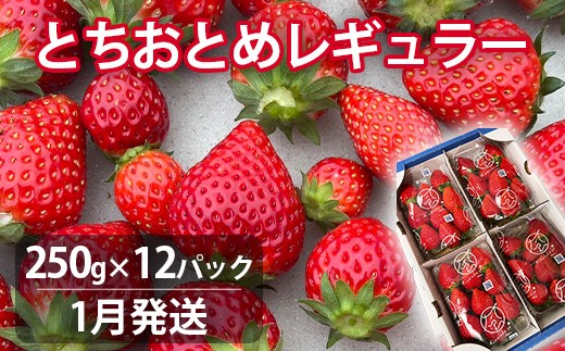【1月発送】いちご とちおとめレギュラー 250g×12パック 苺 イチゴ とちおとめ 選べる 発送月 発送回数 個数 いちご「とちおとめ」風早いちご園 有名ホテル使用 厳選 フルーツ 果物 季節限定 甘い 濃厚 ジューシー 新鮮 3箱 送料無料 ギフト 贈答 茨城県 鉾田市 野菜王国 予約受付