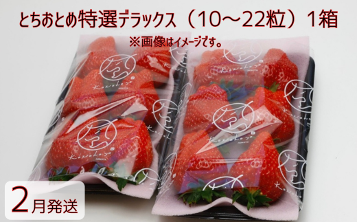 【2月発送】いちご とちおとめ特選デラックス　10～22粒×1箱（2パック） 苺 イチゴ とちおとめ 選べる 発送月 発送回数 個数 いちご「とちおとめ」風早いちご園 有名ホテル使用 厳選 フルーツ 果物 季節限定 甘い 濃厚 ジューシー 新鮮 1箱 送料無料 ギフト 贈答 茨城県 鉾田市 野菜王国 予約受付