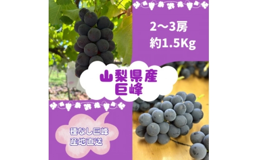 ＜2026年先行受付＞巨峰2～3房(約1.5kg)【1667737】 2295966 - 山梨県山梨市