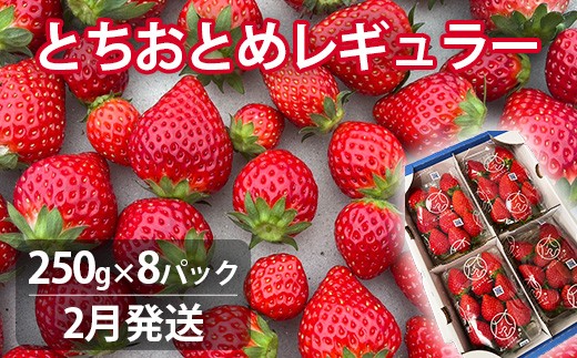 【2月発送】いちご とちおとめレギュラー 250g×8パック 苺 イチゴ とちおとめ 選べる 発送月 発送回数 個数 いちご「とちおとめ」風早いちご園 有名ホテル使用 厳選 フルーツ 果物 季節限定 甘い 濃厚 ジューシー 新鮮 2箱 送料無料 ギフト 贈答 茨城県 鉾田市 野菜王国 予約受付