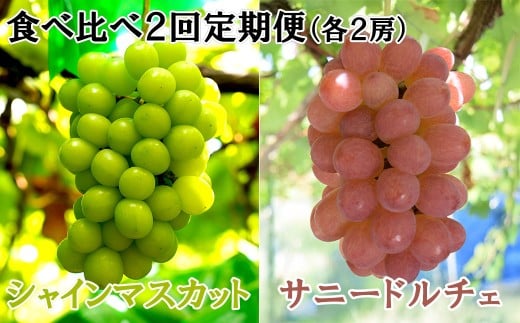 【数量限定】【2026年発送分 先行予約】【２回食べ比べ定期便・別送】シャインマスカット（２房）+サニードルチェ（２房）食べ比べ定期便（２回発送） ※本州限定　シャイン シャインマスカット フルーツ 果物 くだもの 山梨 やまなし サニードルチェ 食べ比べ 定期便 1778886 - 山梨県富士川町
