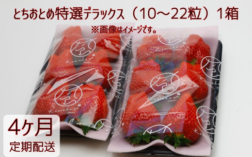 【4ヶ月定期便】いちご とちおとめ特選デラックス（10～22粒）1箱×4回 苺 イチゴ とちおとめ 選べる 発送月 発送回数 個数 いちご「とちおとめ」風早いちご園 有名ホテル使用 厳選 フルーツ 果物 季節限定 甘い 濃厚 ジューシー 新鮮 1箱 送料無料 ギフト 贈答 茨城県 鉾田市 野菜王国 予約受付