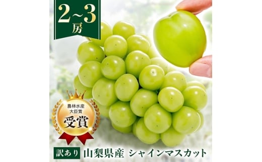 ＜先行受付 2026年発送＞＜訳あり＞シャ