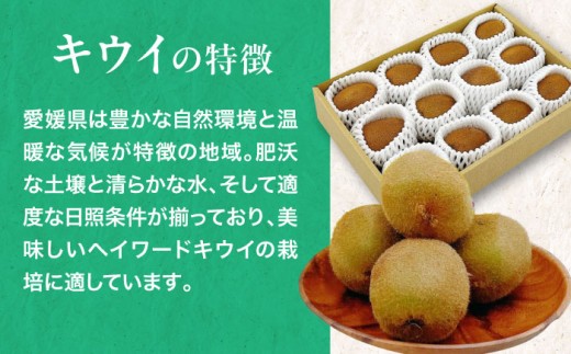 キウイ フルーツ 愛媛県産 かき氷 果物 スムージー おやつ ジュース キウイフルーツ 手作りスイーツ デザート 手作りお菓子