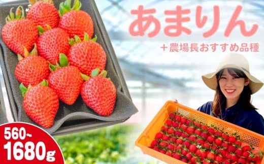 [事前受付]いちご あまりん +農場長おすすめ品種 選べる容量 560g 1120g 1680g 苺 食べ比べ イチゴ ストロベリー 産地直送 ご当地 果物 くだもの フルーツ デザート 食品 冷蔵 げんき農場 埼玉県 羽生市