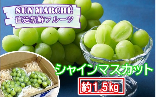 SUNマルシェの直送新鮮フルーツ / シャインマスカット 約1.5kg (3～4房)_2618R