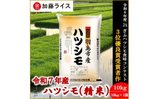 令和7年産 岐阜県羽島市産ハツシモ 精米10kg(10kg×1袋)【1669150】