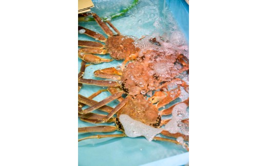 662.ご自宅用　活訳あり松葉ガニ　お任せ大満足の5kgセット【着日指定不可】※2025年11月上旬～2026年3月下旬頃に順次発送予定